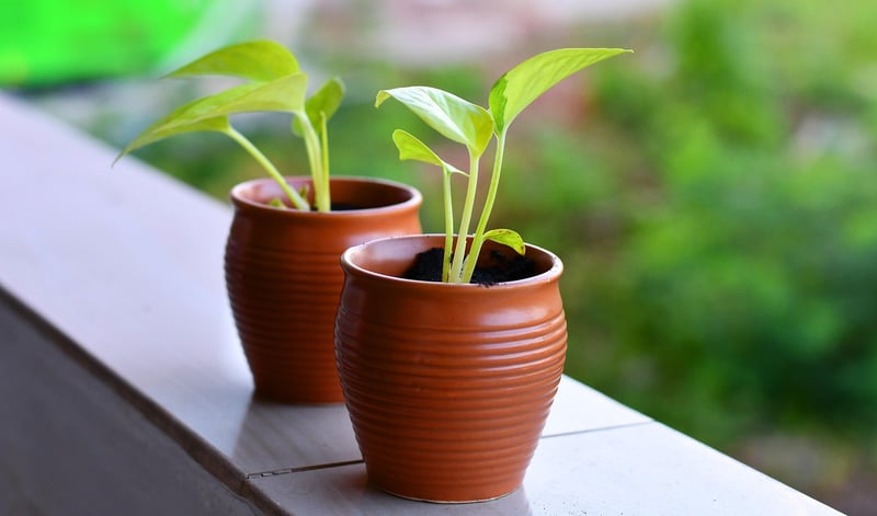Transplanting Seedlings