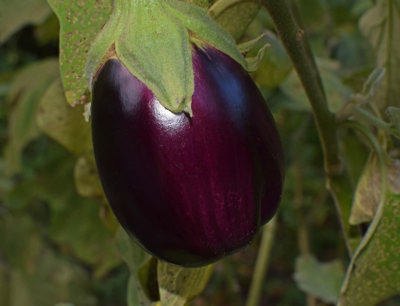 Container Gardening