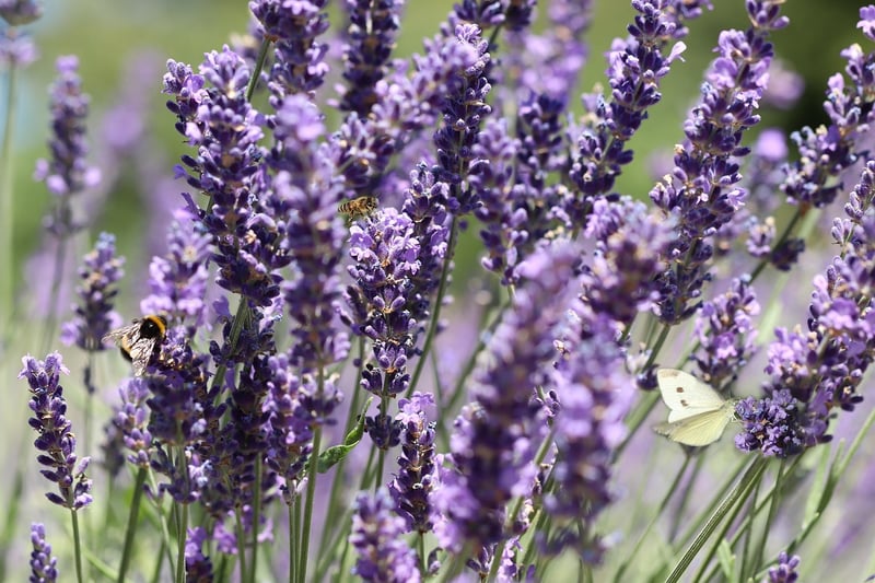 Garden Flowers