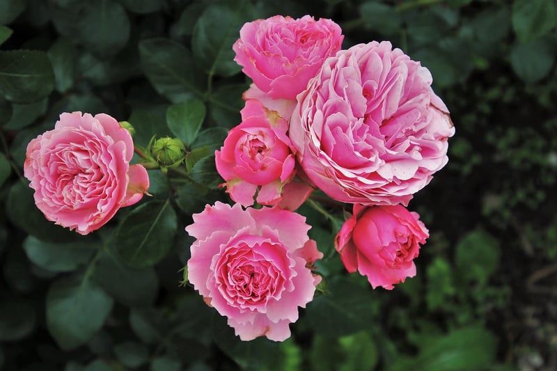 Rose Garden