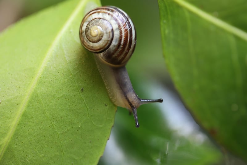 Snail Pest